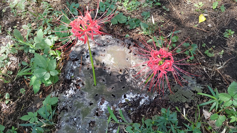 スギの切株から生えたヒガンバナの花 横浜市旭区希望が丘ふれあいの森公園