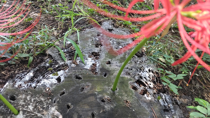 スギの切株から生えたヒガンバナの花 横浜市旭区希望が丘ふれあいの森公園