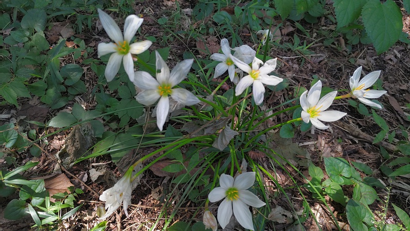 タマスダレの花 横浜市旭区希望が丘ふれあいの森公園