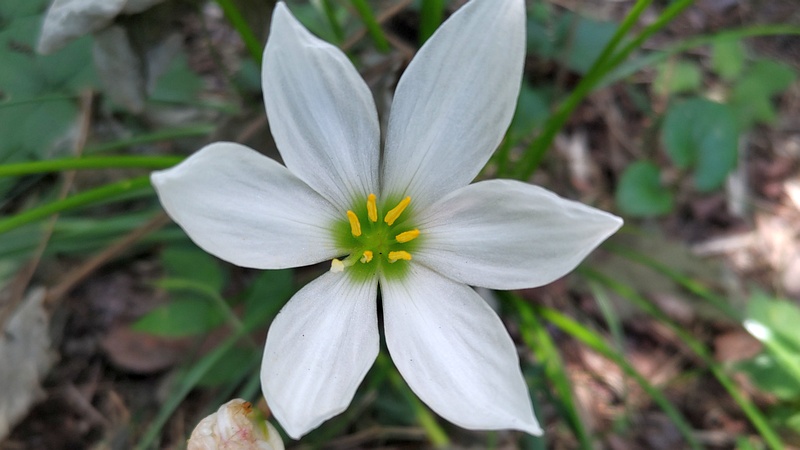 タマスダレの花 横浜市旭区希望が丘ふれあいの森公園