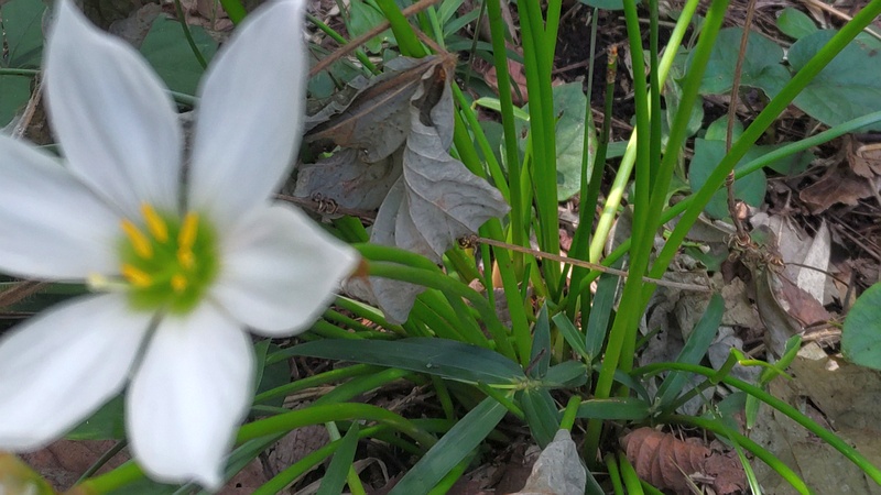 タマスダレの花 横浜市旭区希望が丘ふれあいの森公園