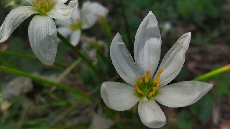 タマスダレの花 横浜市旭区希望が丘ふれあいの森公園