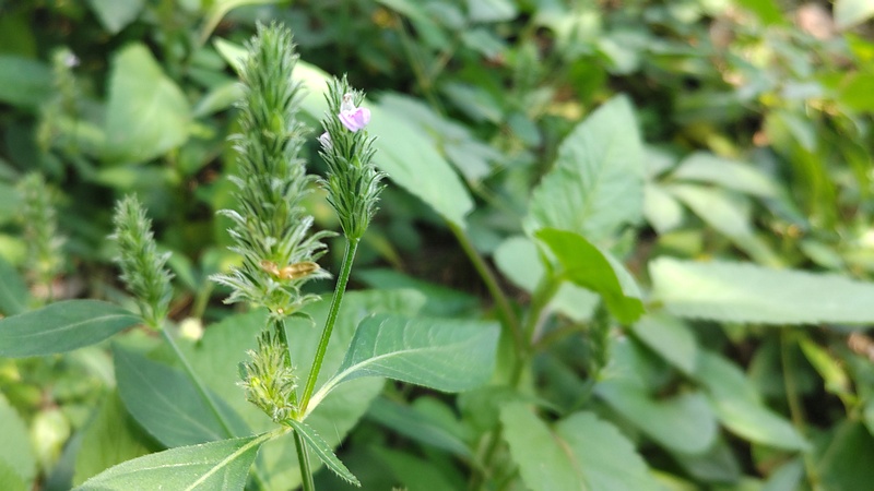 キツネノマゴの花 横浜市旭区希望が丘ふれあいの森公園