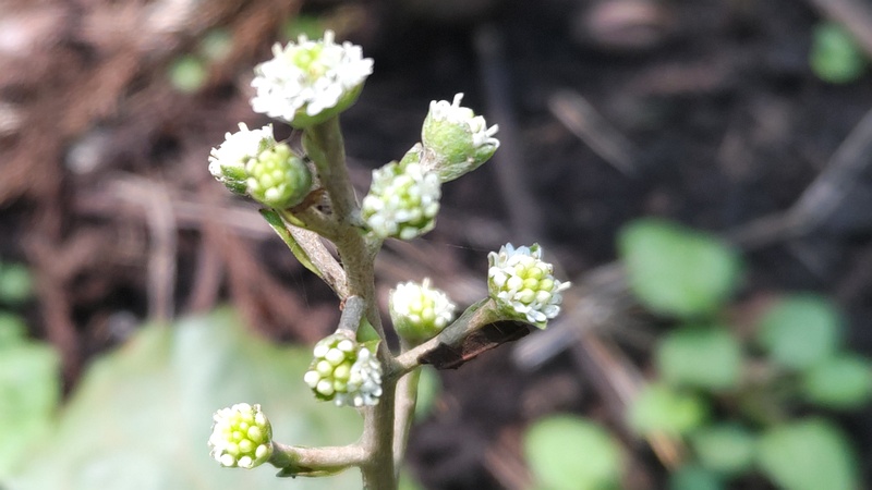 ノブキの花 横浜市旭区希望が丘水の森公園