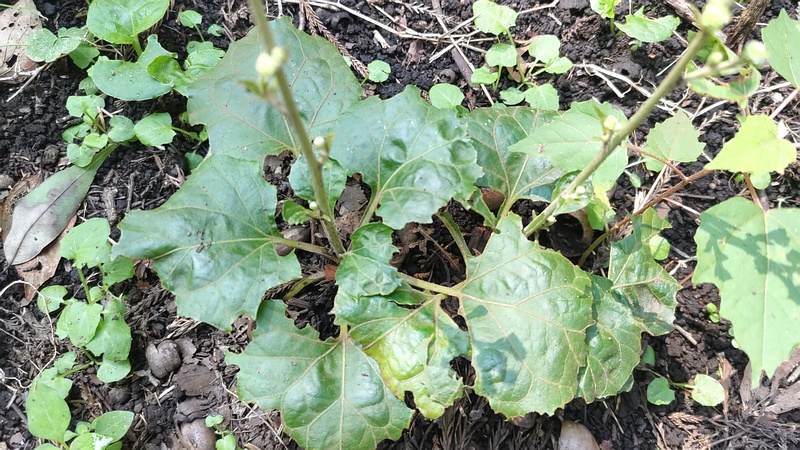 ノブキの葉 横浜市旭区希望が丘水の森公園