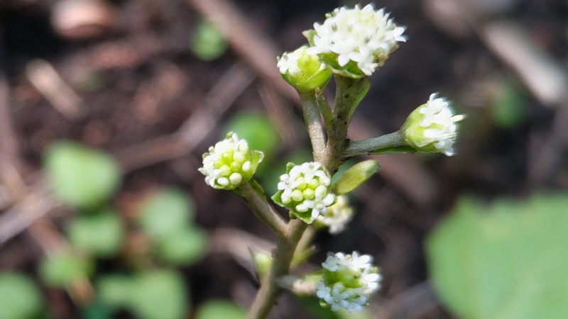 ノブキの花 横浜市旭区希望が丘水の森公園