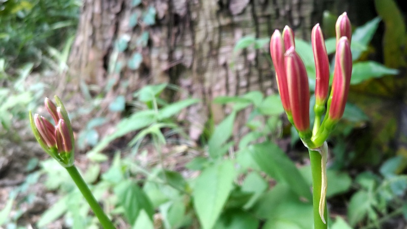 ヒガンバナの蕾 横浜市旭区希望が丘水の森公園