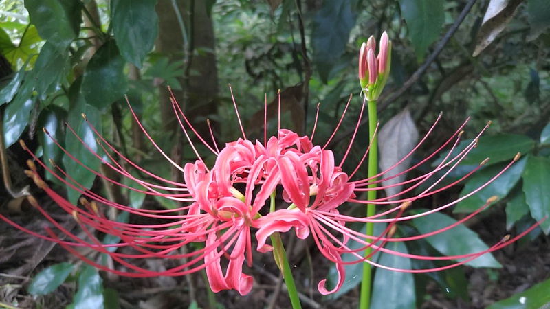 ヒガンバナの花と蕾 横浜市旭区希望が丘水の森公園