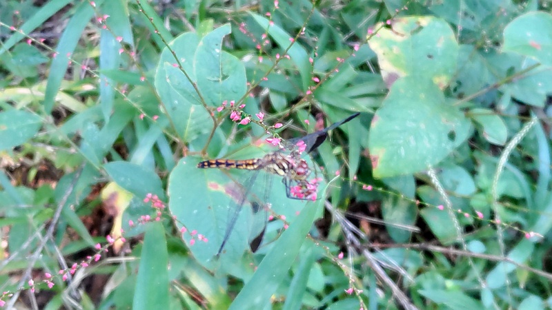 ミズヒキのコノシメトンボ 横浜市瀬谷区長屋門公園
