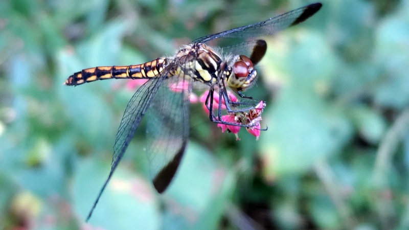 ミズヒキのコノシメトンボ 横浜市瀬谷区長屋門公園