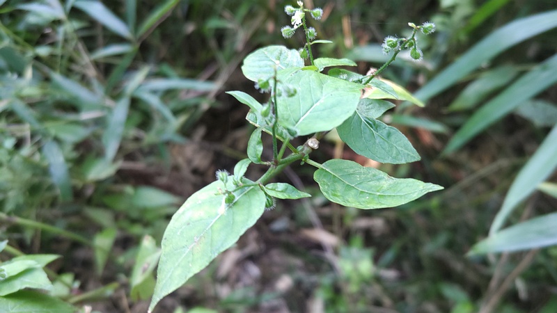 ミズタマソウ 横浜市瀬谷区長屋門公園