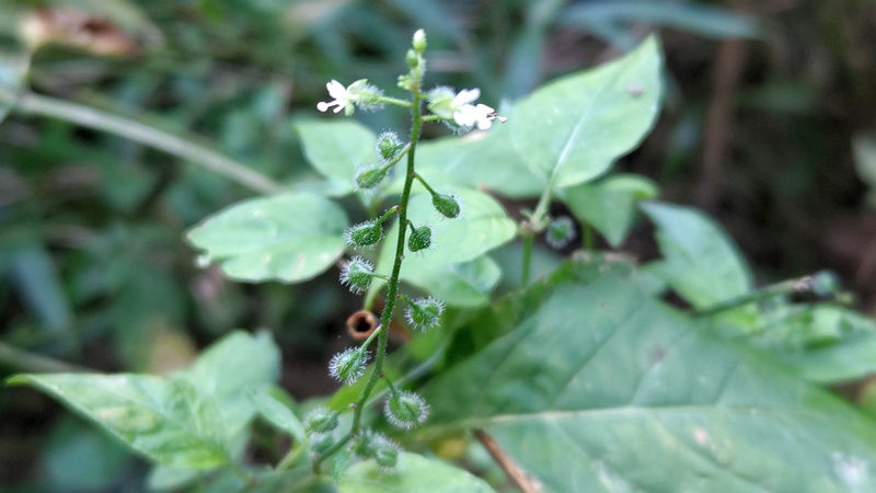 ミズタマソウ 横浜市瀬谷区長屋門公園