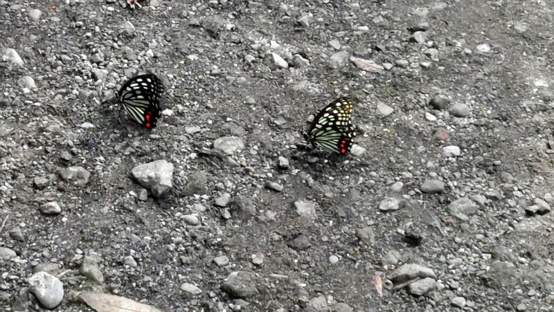 アカボシゴマダラの雌雄 横浜市瀬谷区長屋門公園