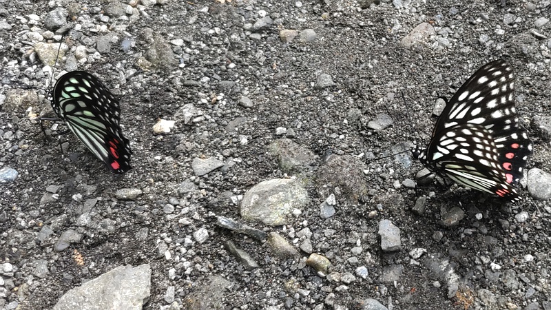 アカボシゴマダラの雌雄 横浜市瀬谷区長屋門公園