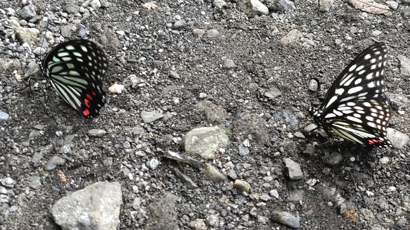 アカボシゴマダラの雌雄 横浜市瀬谷区長屋門公園