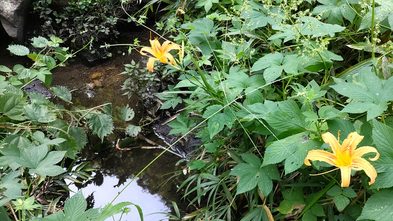 ワスレグサの花 横浜市瀬谷区長屋門公園