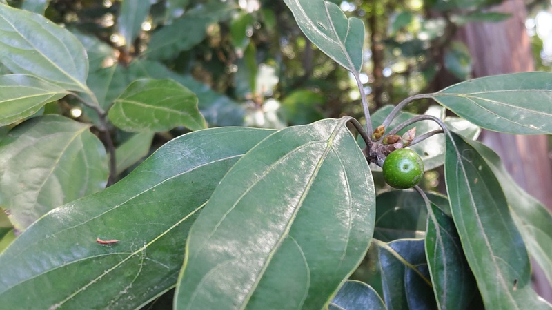 シロダモの若い果実 横浜市瀬谷区長屋門公園