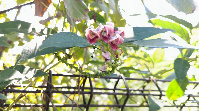 アメリカホドの花 横浜市旭区中希望が丘