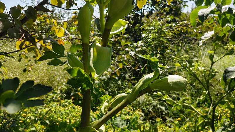 アシタバの花 横浜市旭区中希望が丘