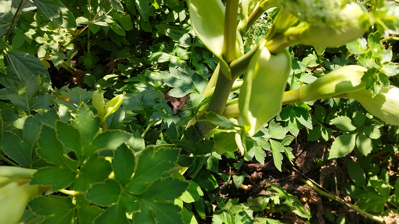 アシタバの花 横浜市旭区中希望が丘