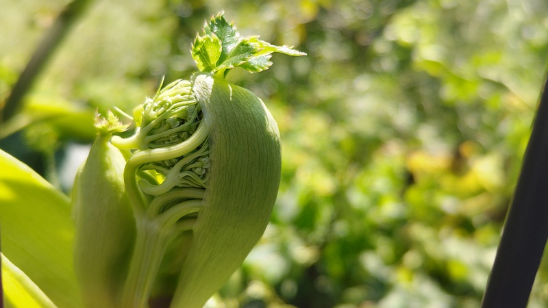 アシタバの花 横浜市旭区中希望が丘
