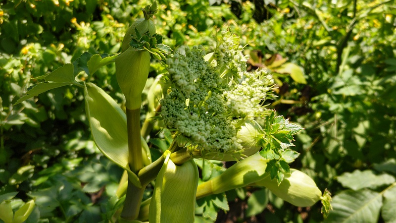 アシタバの花 横浜市旭区中希望が丘