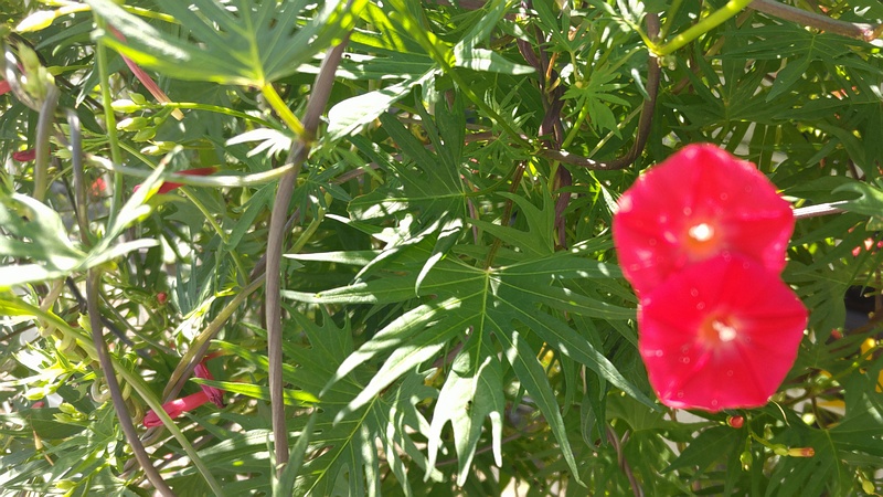 モミジバルコウソウの花 横浜市旭区南希望が丘