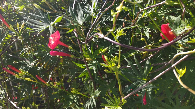 モミジバルコウソウの花 横浜市旭区南希望が丘