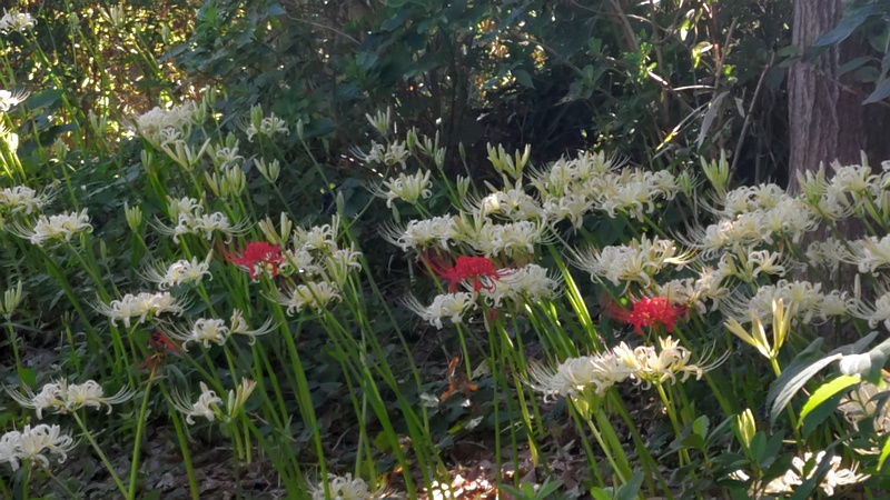 ヒガンバナの花 横浜市旭区南希望が丘南希の森緑地