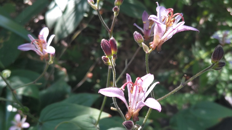 タイワンホトトギスの花 横浜市旭区南希望が丘南希の森緑地