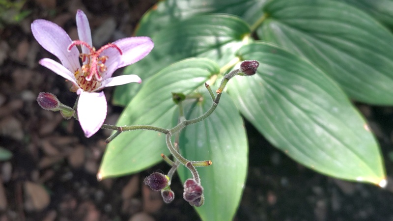 タイワンホトトギスの花 横浜市旭区南希望が丘南希の森緑地