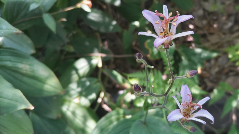 タイワンホトトギスの花 横浜市旭区南希望が丘南希の森緑地