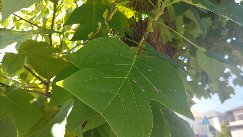 ユリノキ 横浜市旭区柏町