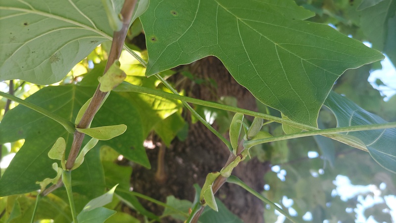 ユリノキの芽 横浜市旭区柏町