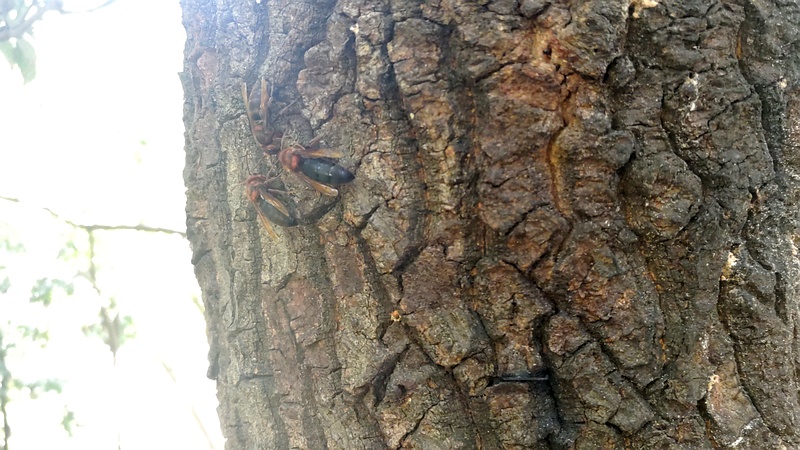 チャイロスズメバチ 横浜市旭区大池町こども自然公園