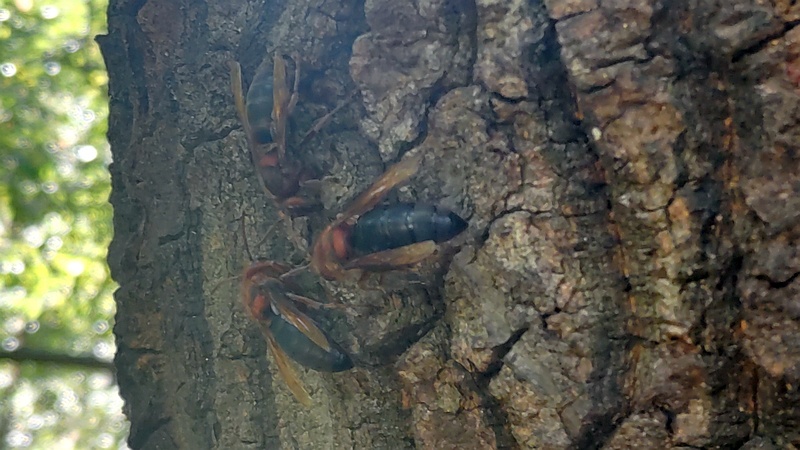チャイロスズメバチ 横浜市旭区大池町こども自然公園