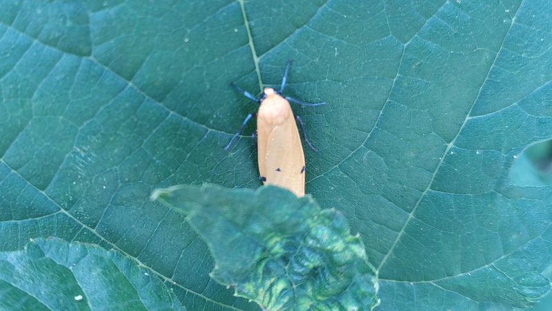 クワの葉のヨツボシホソバ 横浜市旭区大池町こども自然公園