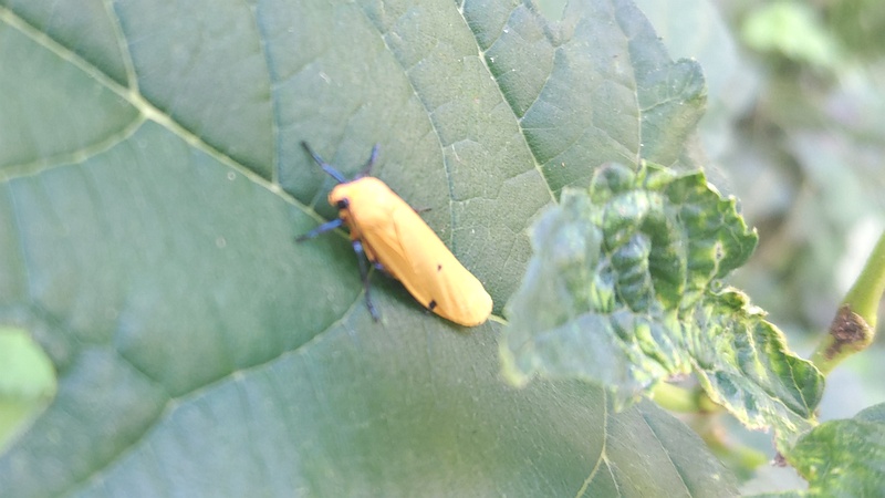 クワの葉のヨツボシホソバ 横浜市旭区大池町こども自然公園