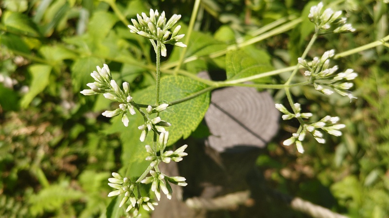 ヒヨドリバナの蕾 横浜市旭区大池町こども自然公園