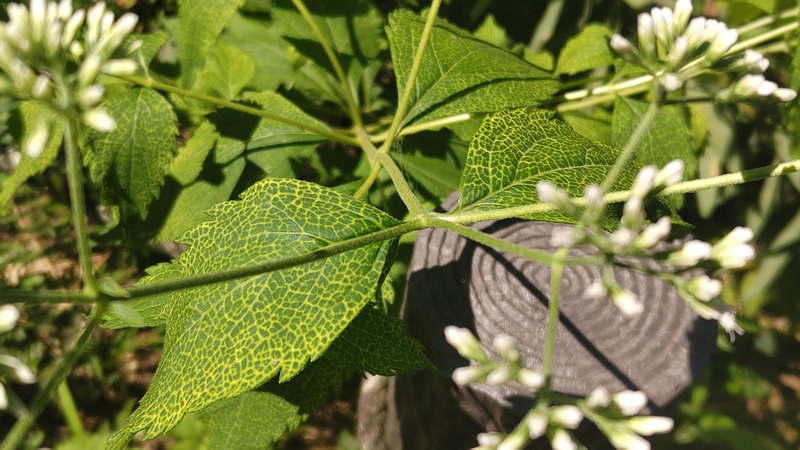ヒヨドリバナの蕾 横浜市旭区大池町こども自然公園