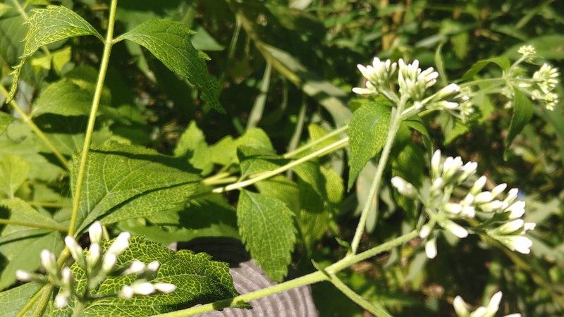 ヒヨドリバナの蕾