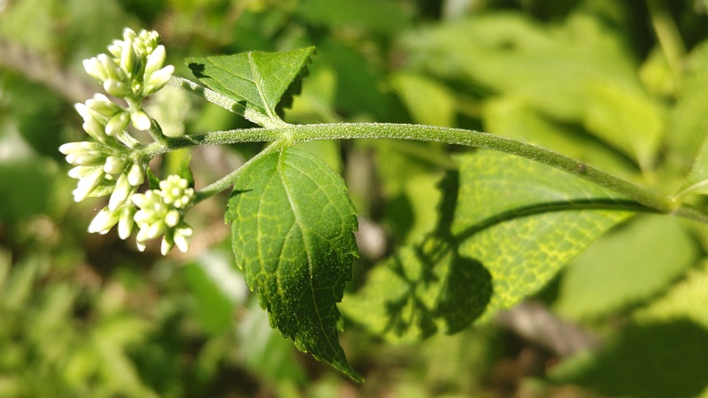 ヒヨドリバナの蕾 横浜市旭区大池町こども自然公園