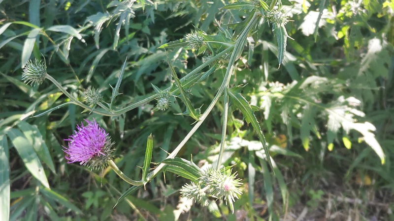 ノハラアザミの花 横浜市旭区大池町こども自然公園