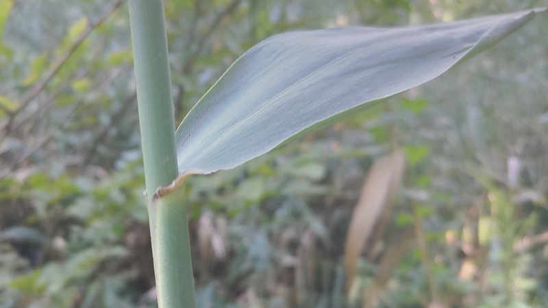 ヨシ 横浜市旭区大池町こども自然公園