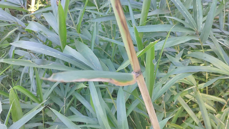 ヨシ 横浜市旭区大池町こども自然公園