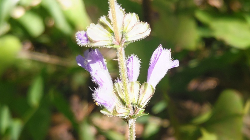 アキノタムラソウの花 横浜市旭区大池町こども自然公園