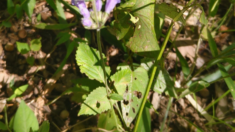 アキノタムラソウの花 横浜市旭区大池町こども自然公園