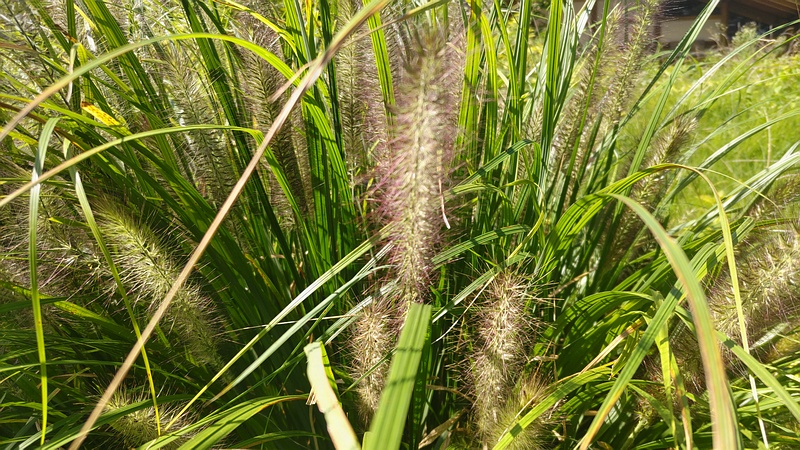 チカラシバ 横浜市旭区大池町こども自然公園