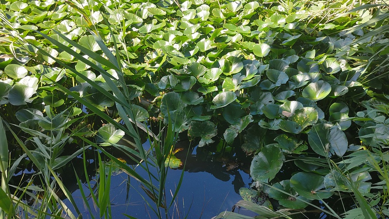 スイレン 横浜市旭区大池町こども自然公園