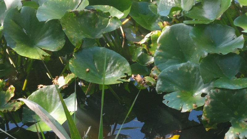 スイレン 横浜市旭区大池町こども自然公園